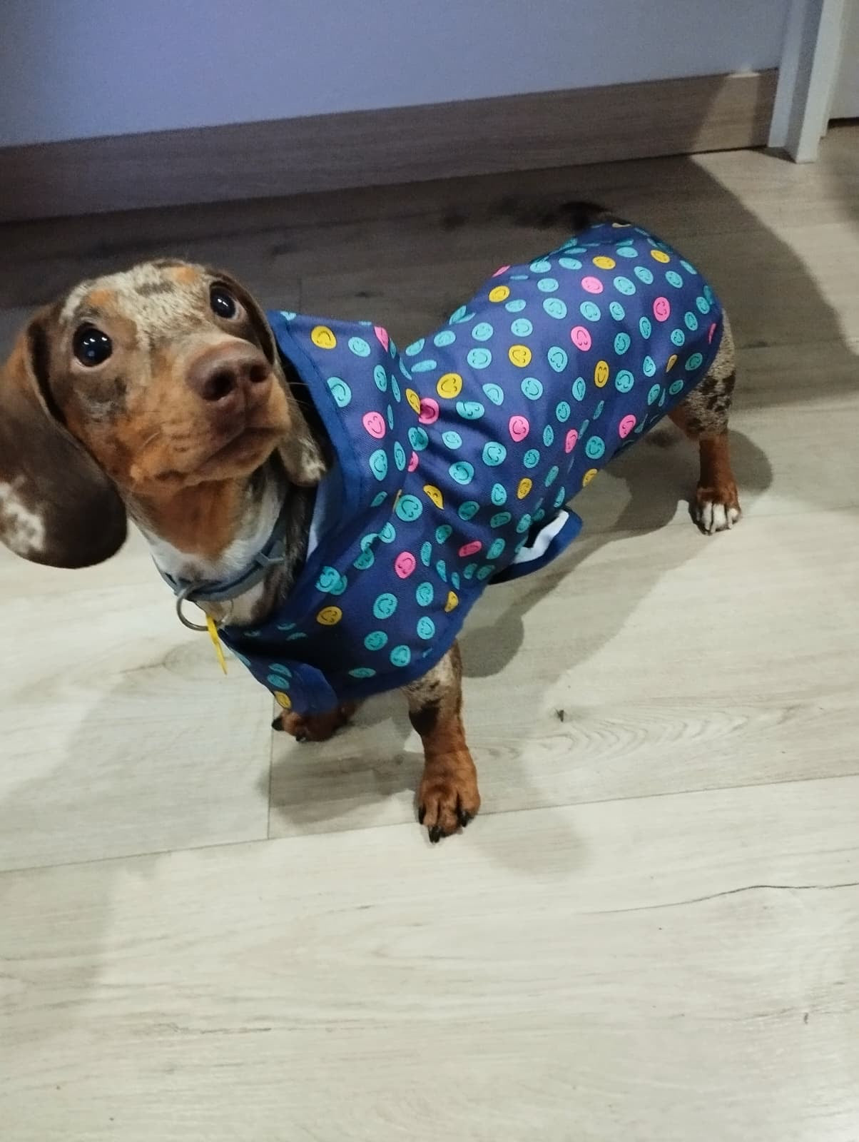 MI&DOG IMPERMEABLE CRUZADO SONRISAS(T.50)